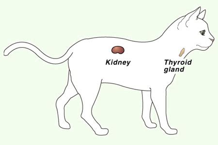 Kidney Disease in Cats- Chronic Renal Failure