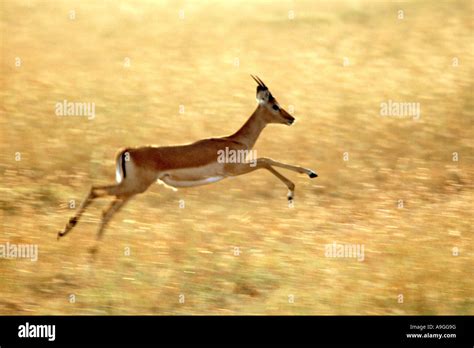 Gazelle jump hi-res stock photography and images - Alamy