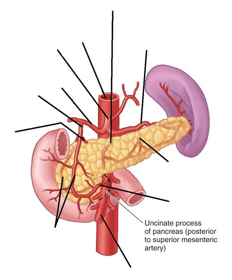 arterial blood supply: celiac trunk and SMA Diagram | Quizlet