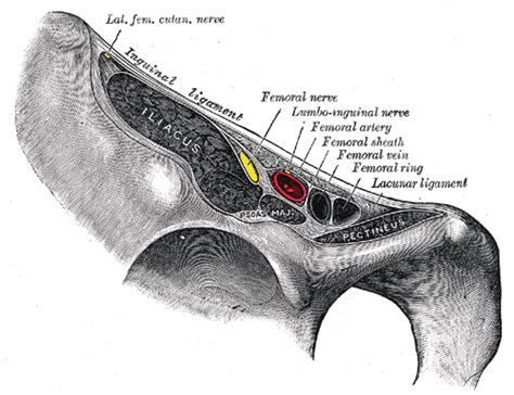 Lacunar ligament - wikidoc