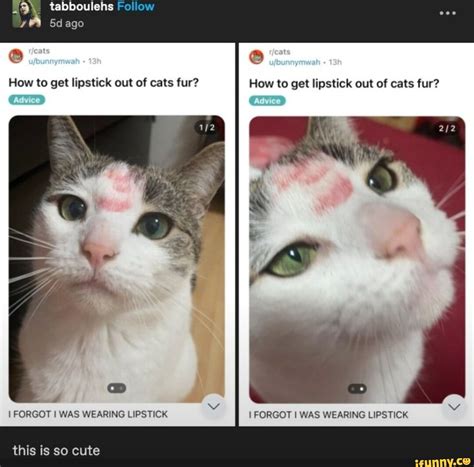 Cat Lipstick Meme - Infoupdate.org