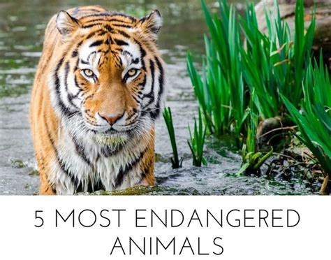 Deforestation and habitat loss driven by the palm oil industry are aiding to the endangerment of ...