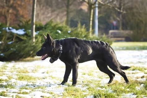 German Shepherd Doberman mix: One of the best breeds? - K9 Web