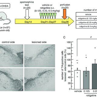 Neuroprotective effects of rotigotine administration against ...