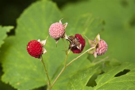 Minnesota Seasons - thimbleberry