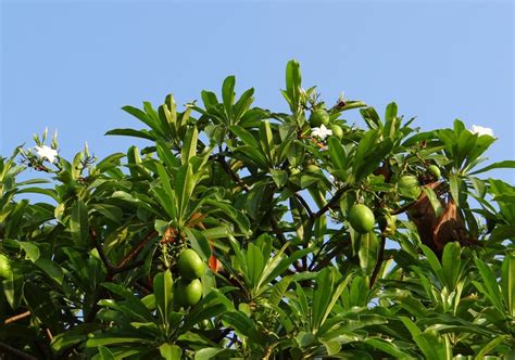 Pohon Bintaro - Asal, Kandungan, Bahaya & Manfaat