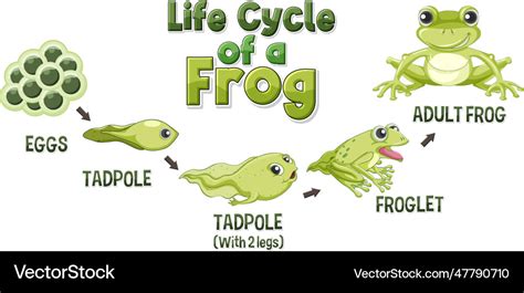 Frog life cycle diagram Royalty Free Vector Image