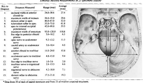 Figure 3 from Microsurgical anatomy of the region of the tentorial incisura. | Semantic Scholar