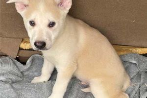 Carolina Dog Puppies for Sale from Reputable Dog Breeders