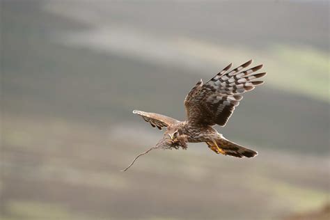 Peak District National Park bird of prey project wins National Lottery ...