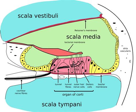 The Vestibulocochlear Nerve (CN VIII) | Cranial Nerves | Geeky Medics