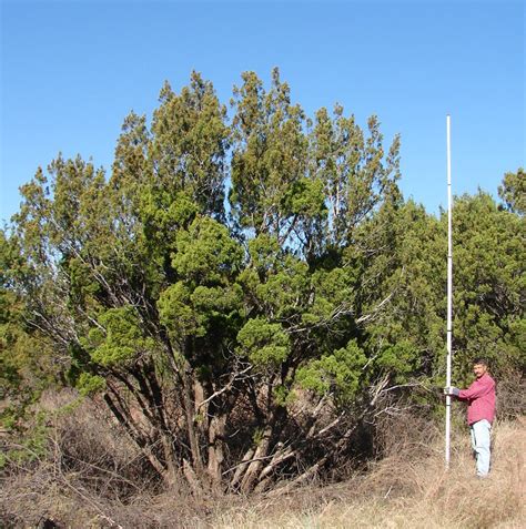 Gasification may convert mesquite and juniper wood to a usable ...