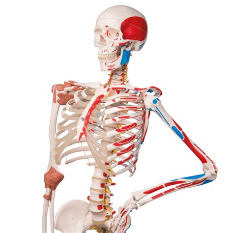 Deluxe Human Skeleton Model | Health Edco | Anatomy Models
