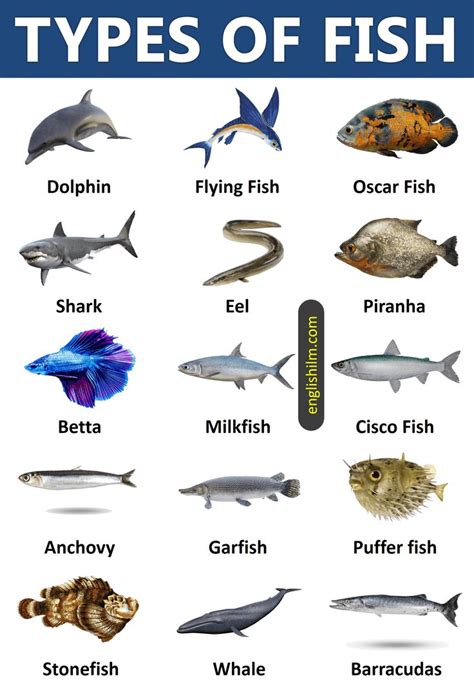 Types of Fish from All Around the World | 45 Types of Fish | Types of ...