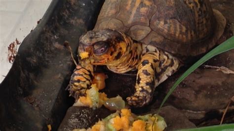 LIST OF FOOD FOR YOUR BOX TURTLE - YouTube