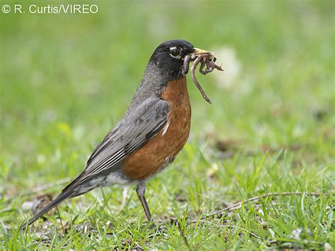 American Robin c22-50-057.jpg