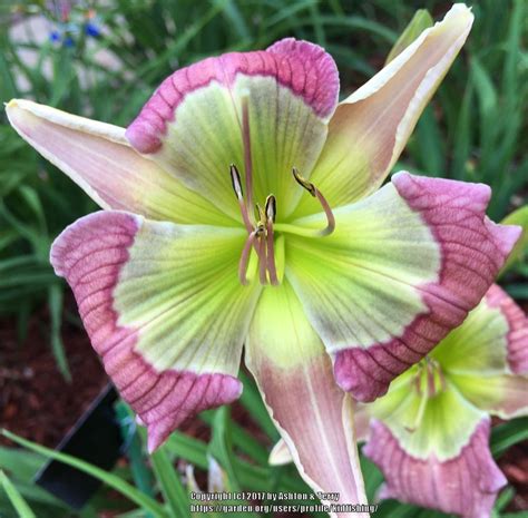 Daylilies: Plant Care and Collection of Varieties - Garden.org