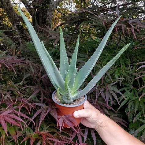 Big Aloe Vera Plant