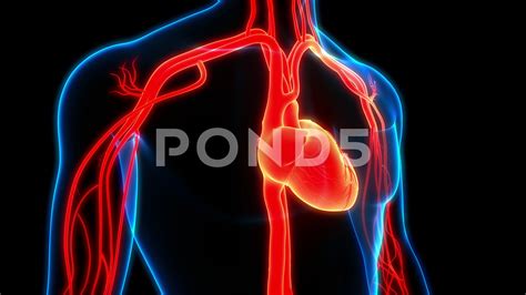 Circulatory System Animation