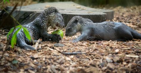 Cute Baby Otters Eating a Green Apple Stock Photo - Image of animal ...