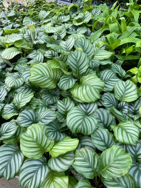 39 Stunning Calathea Varieties to Take Your Breath Away