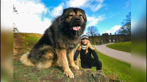 WOLF KILLER - THE LARGEST CAUCASIAN SHEPHERD OVCHARKA DOG IN THE UK - YouTube