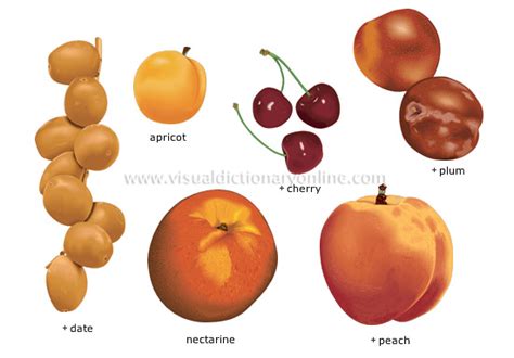 FOOD & KITCHEN :: FOOD :: FRUITS :: STONE FRUITS image - Visual ...