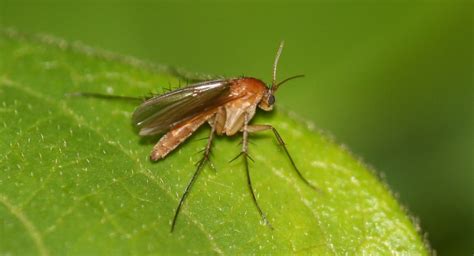 How to Identify and Manage Fungus Gnats