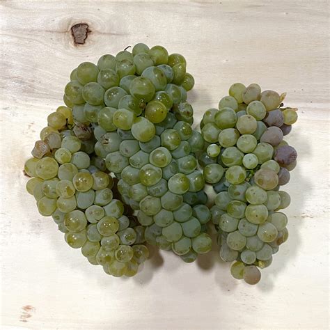 2021 Sauvignon Blanc Grapes - Livermore Valley - Pre-Order - Bay Area ...