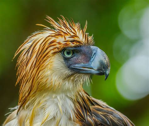 Philippine eagle (Pithecophaga jefferyi) : Philippines