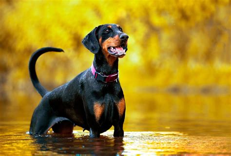 Download Water Depth Of Field Dog Animal Doberman Pinscher HD Wallpaper