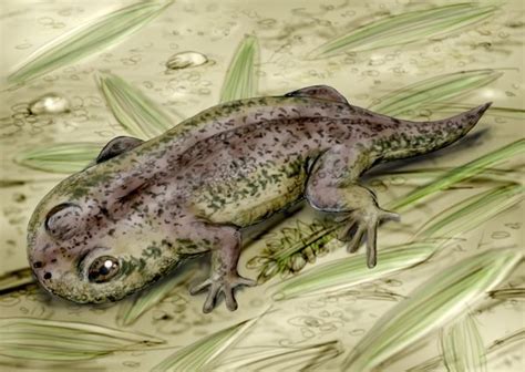 10 best Ancient amphibians images on Pinterest | Amphibians, Combat boots and Dinosaurs