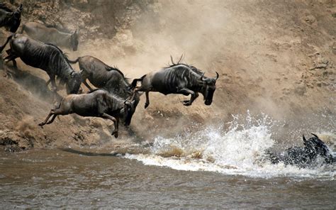 Mara River Crossing Great Migration Safari Serengeti Maasai Mara ...