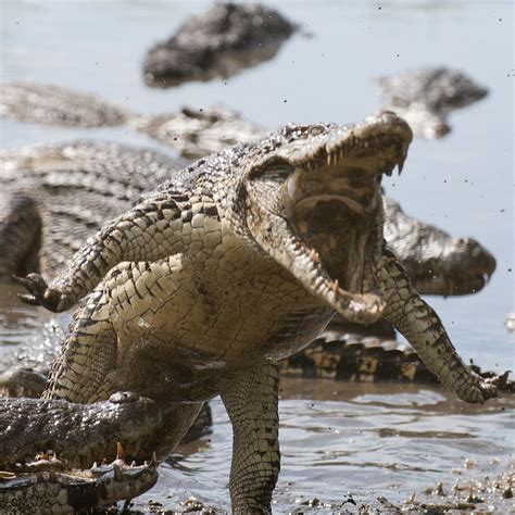 cuban crocodile | Crocodiles, Reptiles, Crocodile