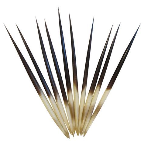 African Porcupine Quills - (10 Pieces)