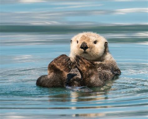 Pin by spike tracker on 海獣 in 2024 | Sea otter, Sea otter facts, Otters