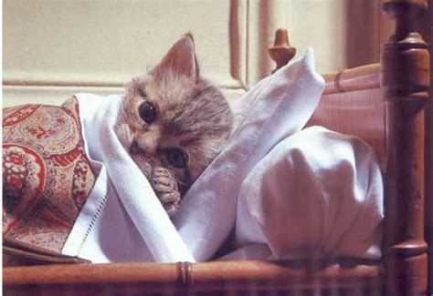 Sick Kitten - How to Take Your Sick Kittens Temperature and Pulse. | HubPages