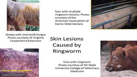 5.2 – Ringworm in Livestock & Horses: Clinical Symptoms - YouTube