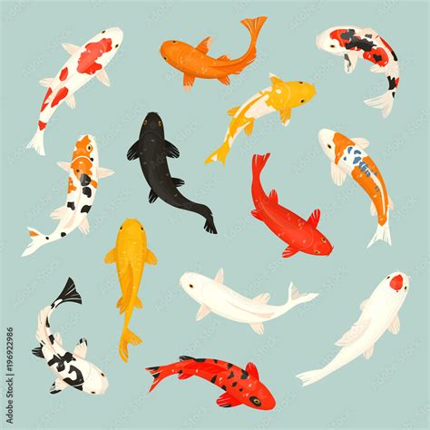 Koi fish vector illustration japanese carp and colorful oriental koi in ...