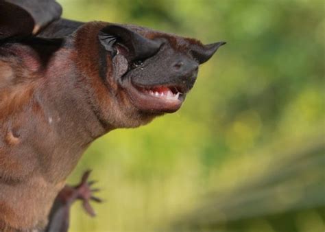 Smithsonian Insider – More sky puppies! Scientists discover two new ...