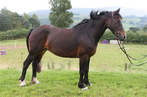 Welsh Cob Horse Breed Information, History, Videos, Pictures