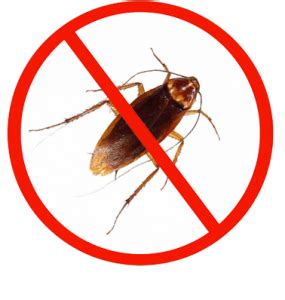 How to Use Cockroach Spray - Cockroach Control Services