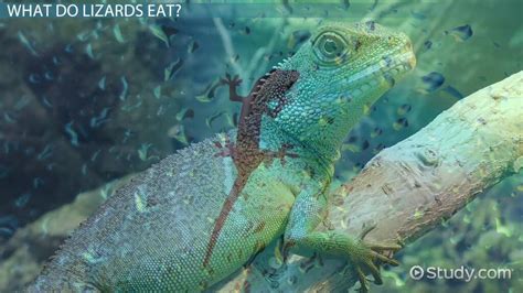 What Do Lizards Eat? - Lesson for Kids - Lesson | Study.com