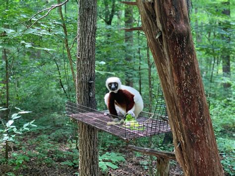 Visiting the Duke Lemur Center in Durham, North Carolina: A First ...