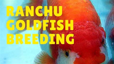 ranchu goldfish breeding | Goldfish breeding, Goldfish, Goldfish types