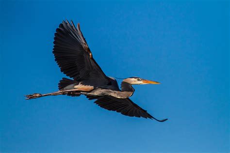 Flying Great Blue Heron Photograph by Andres Leon - Fine Art America