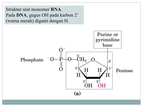 PPT - Asam Nukleat PowerPoint Presentation, free download - ID:1867531