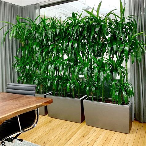 10 Best Low Light Plants For Office That Are Also Low Maintenance - My City Plants