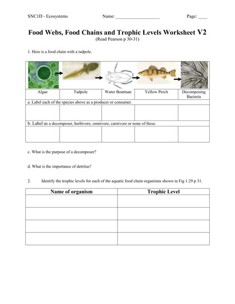 Food Web Worksheet Answers – E Street Light