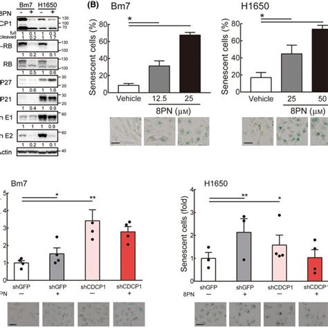 8‐Isopentenylnaringenin induces cell cycle arrest in G0/G1 phase and ...